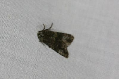 <i>Craniophora ligustri</i>