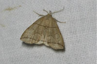 <i>Herminia grisealis</i>
