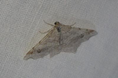 <i>Macaria alternata</i>