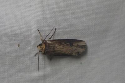 <i>Axylia putris</i>