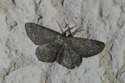 <i>Hypomecis punctinalis</i>