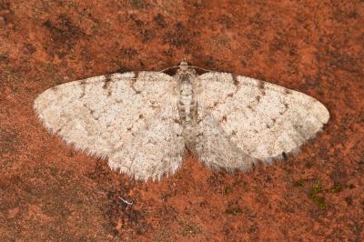 <i>Aethalura punctulata</i>