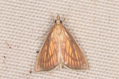 <i>Nascia cilialis</i>