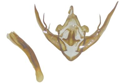 <i>Conistra vaccinii</i>