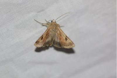 <i>Heliothis peltigera</i>