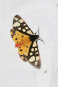 <i>Arctia villica</i>