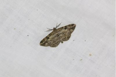 <i>Peribatodes rhomboidaria rhomboidaria</i>