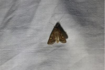 <i>Lacanobia oleracea</i>