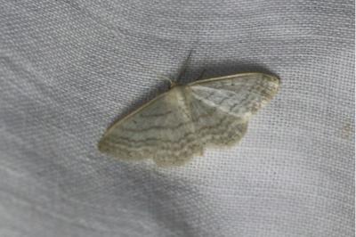 <i>Idaea subsericeata</i>