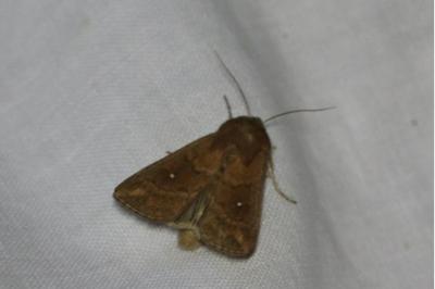 <i>Mythimna albipuncta</i>