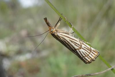 <i>Chrysocrambus linetella</i>