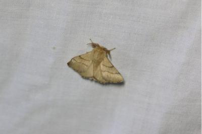 <i>Malacosoma neustria</i>