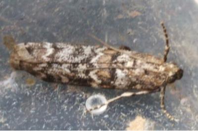 <i>Dioryctria abietella</i>