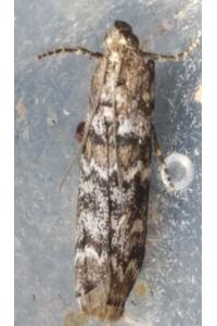 <i>Dioryctria abietella</i>