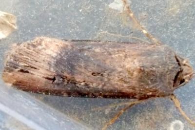 <i>Agrotis ipsilon</i>