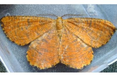 <i>Angerona prunaria</i>