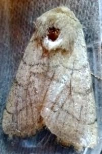 <i>Charanyca trigrammica</i>