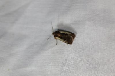 <i>Ochropleura plecta</i>