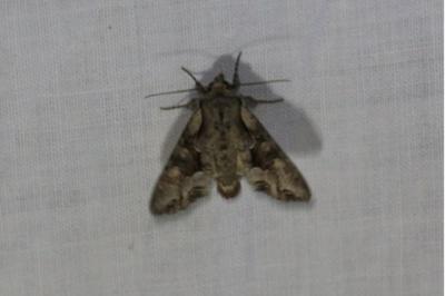 <i>Lacanobia w-latinum</i>