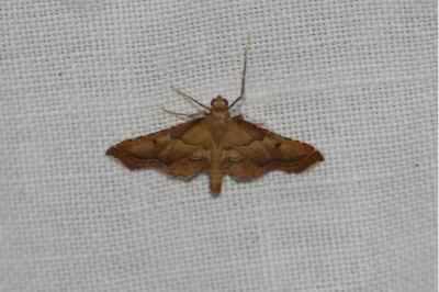 <i>Endotricha flammealis</i>