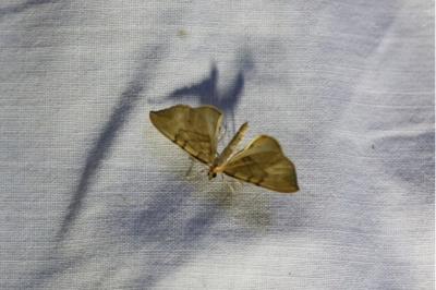 <i>Gandaritis pyraliata</i>