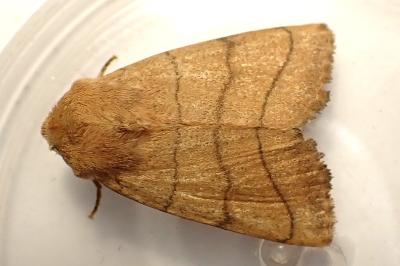 <i>Charanyca trigrammica</i>