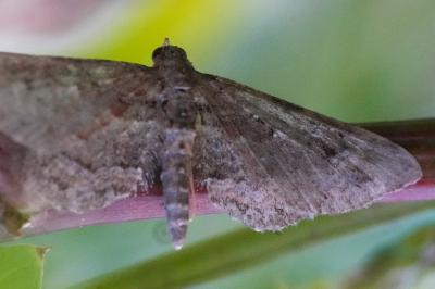 <i>Gymnoscelis rufifasciata</i>