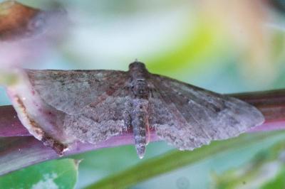 <i>Gymnoscelis rufifasciata</i>