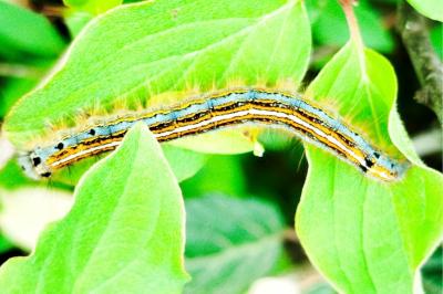 <i>Malacosoma neustria</i>