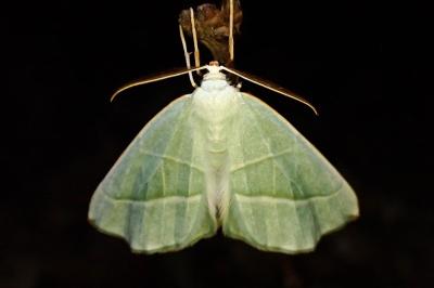 <i>Campaea margaritaria</i>