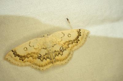 <i>Cyclophora annularia</i>