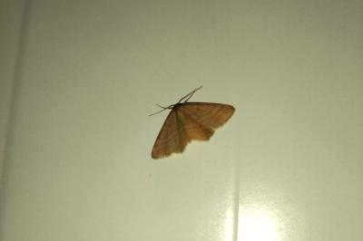 <i>Scopula rubiginata</i>