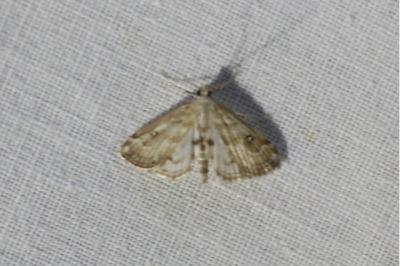 <i>Parapoynx stratiotata</i>