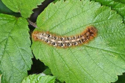 <i>Lasiocampa quercus quercus</i>