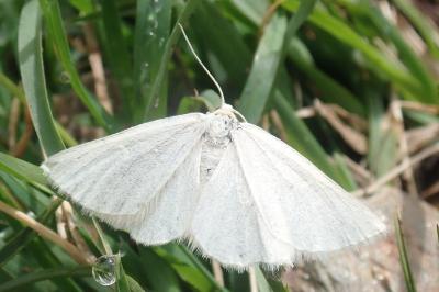 <i>Crocota peletieraria</i>