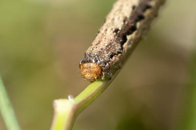 <i>Anorthoa munda</i>