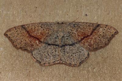 <i>Cyclophora punctaria</i>