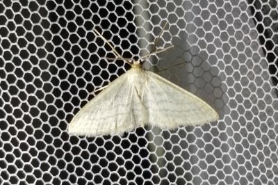<i>Idaea subsericeata</i>