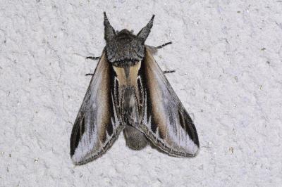 <i>Pheosia tremula</i>