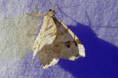 <i>Macaria notata</i>