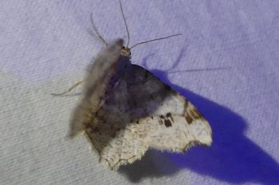 <i>Macaria notata</i>