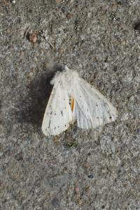 <i>Spilosoma lubricipeda</i>