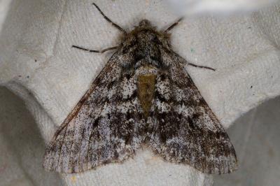<i>Lycia hirtaria</i>