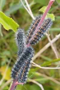 <i>Saturnia pavonia</i>