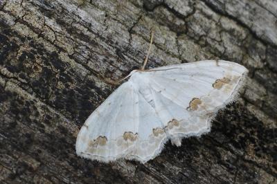 <i>Scopula ornata</i>