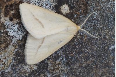 <i>Aspitates gilvaria</i>