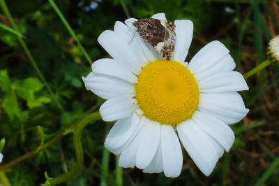 <i>Tyta luctuosa</i>