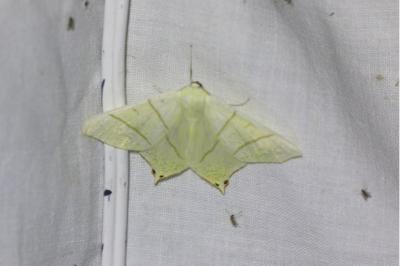 <i>Ourapteryx sambucaria</i>