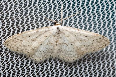 <i>Idaea seriata</i>