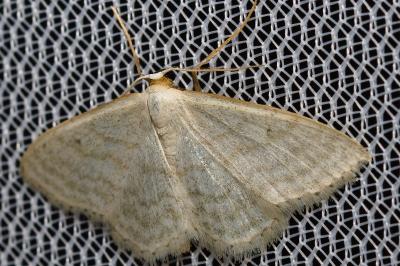 <i>Idaea subsericeata</i>